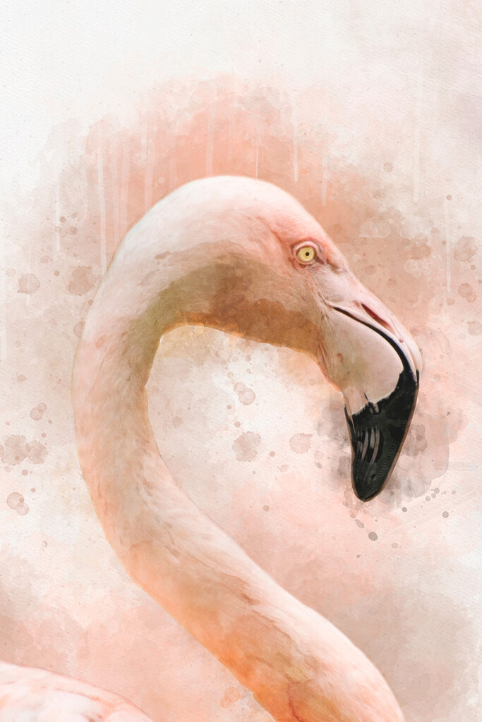 A pink flamingo with a black beak
