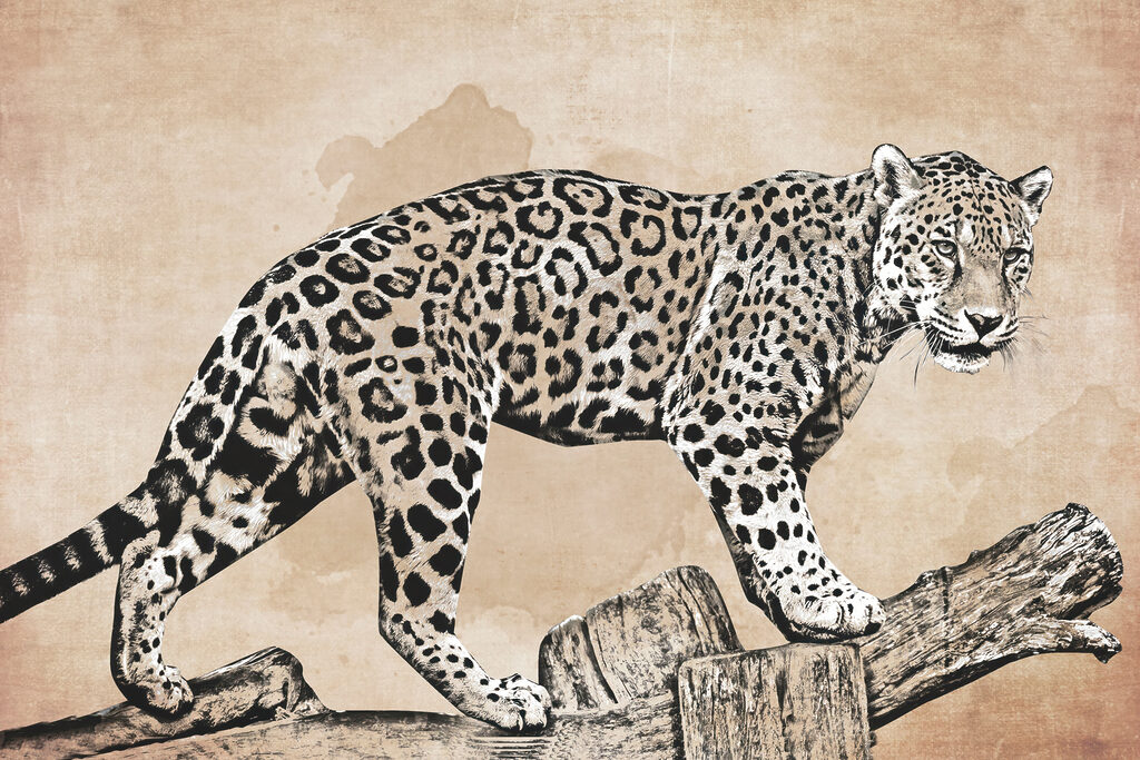 A drawing of a leopard walking on a log A drawing of a leopard walking on a log