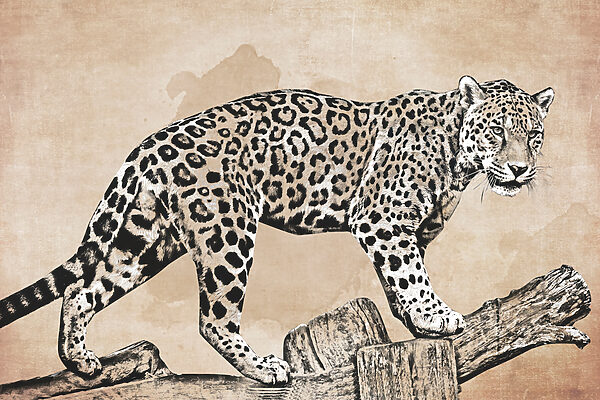 A drawing of a leopard walking on a log A drawing of a leopard walking on a log