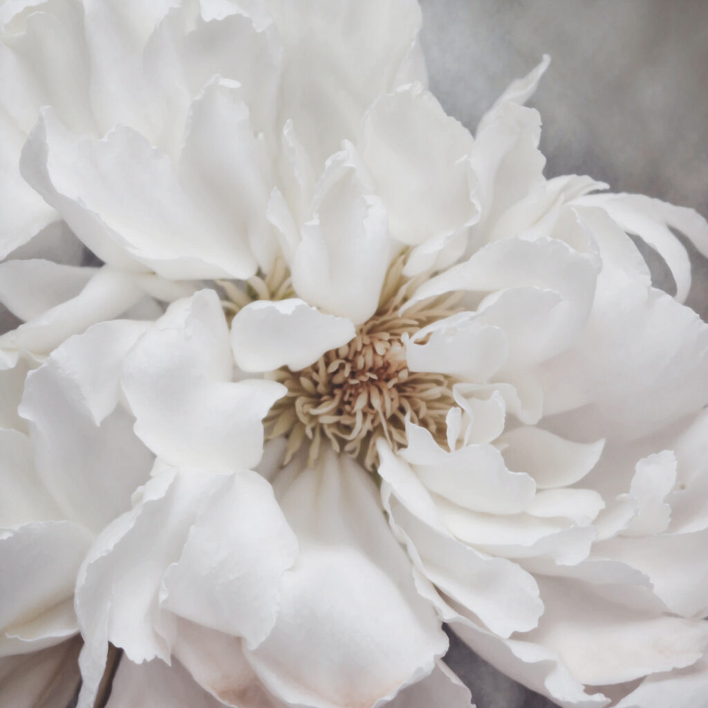 Delicate petals of pure elegance Delicate petals of pure elegance