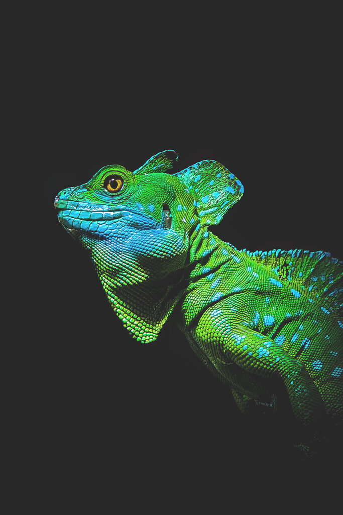 A green and blue lizard A green and blue lizard