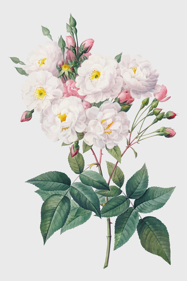 A close up of a flower