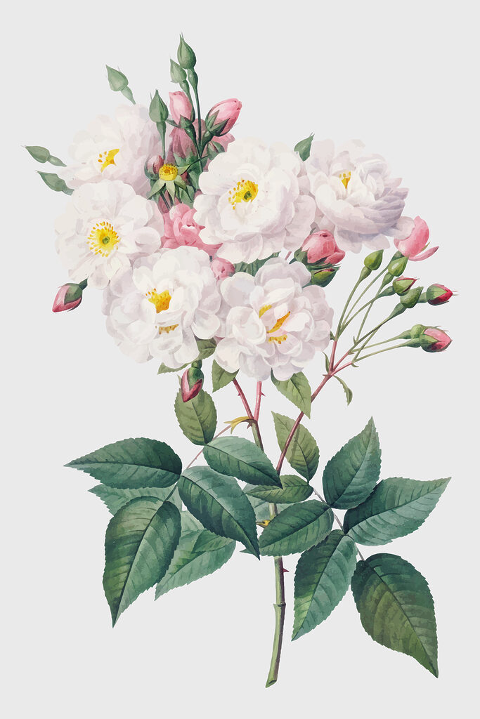 A close up of a flower