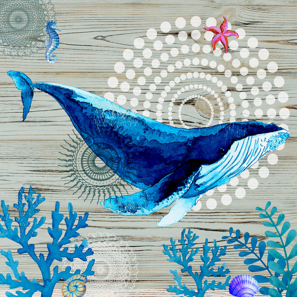 A blue whale and seaweed A blue whale and seaweed
