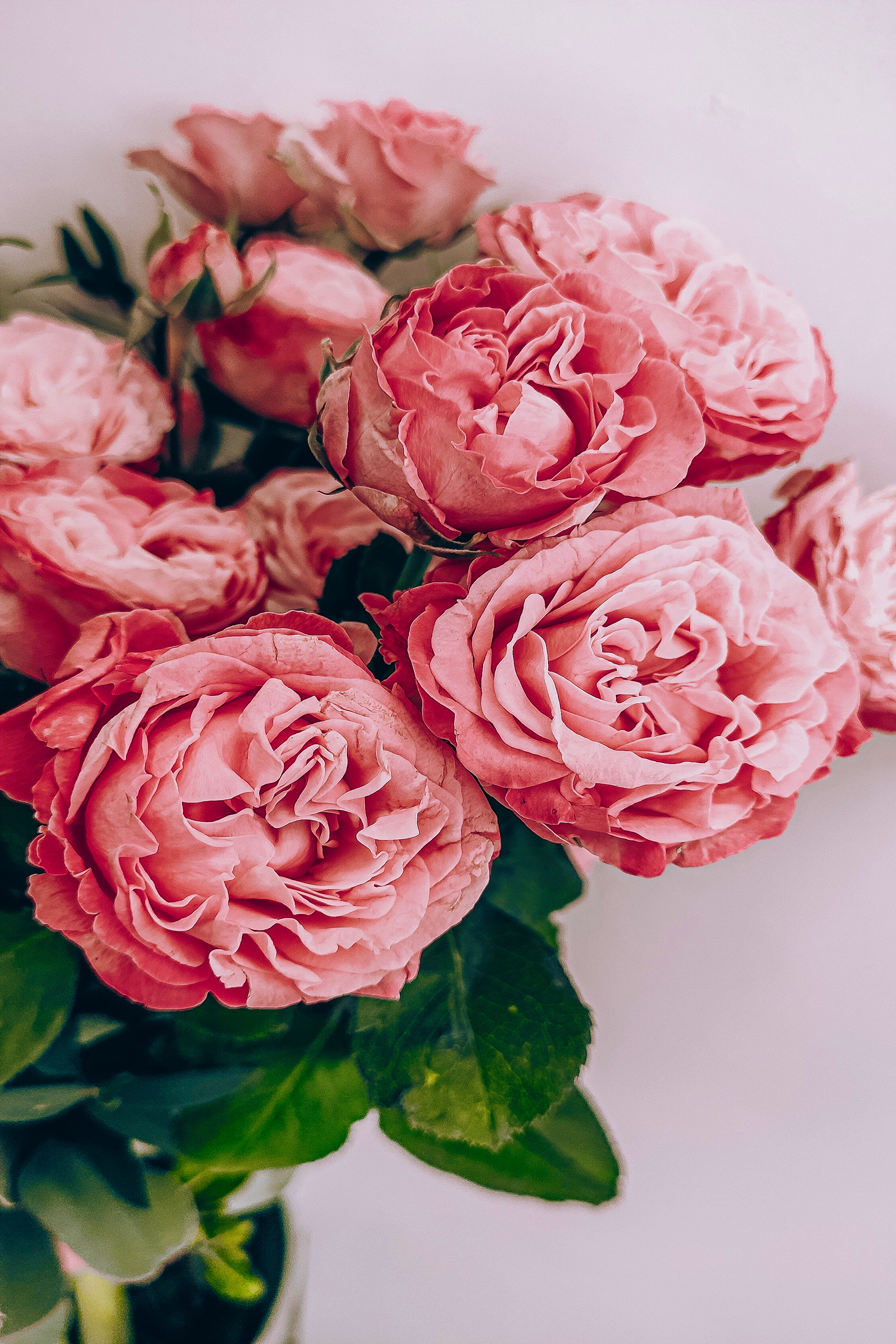 A group of pink flowers