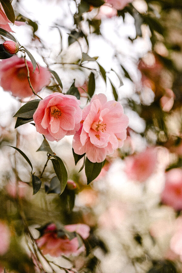 Pink flowers on a tree Pink flowers on a tree