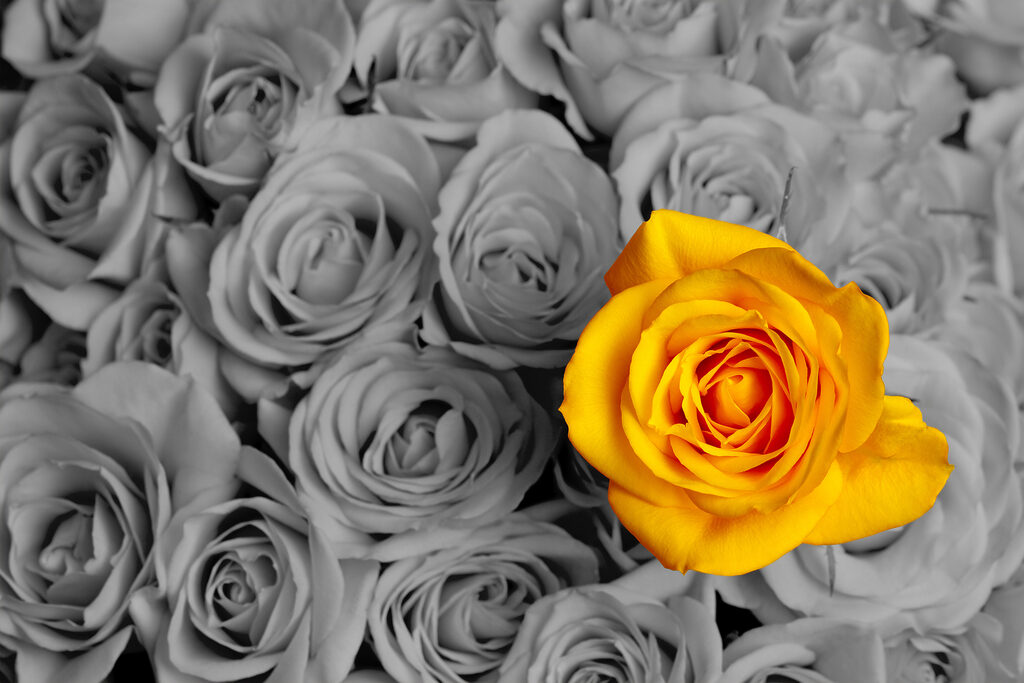 A yellow rose surrounded by grey roses A yellow rose surrounded by grey roses
