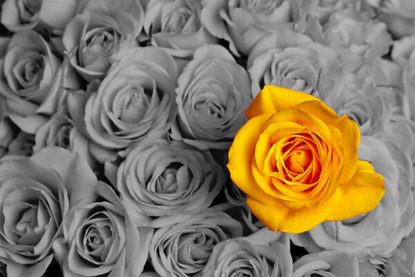 A yellow rose surrounded by grey roses A yellow rose surrounded by grey roses