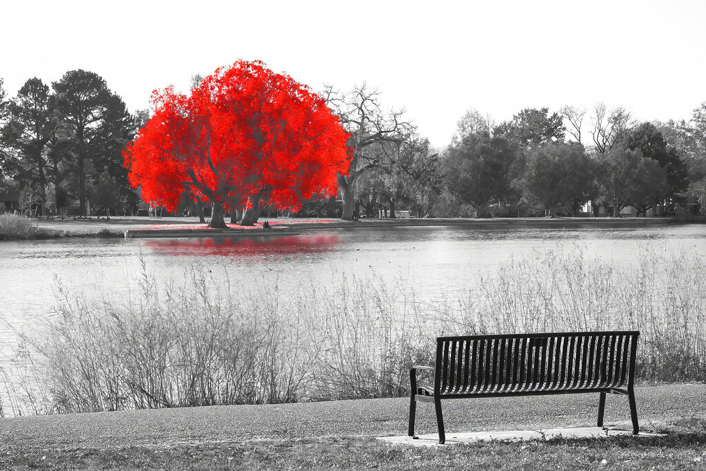 A bench by a lake with a red tree