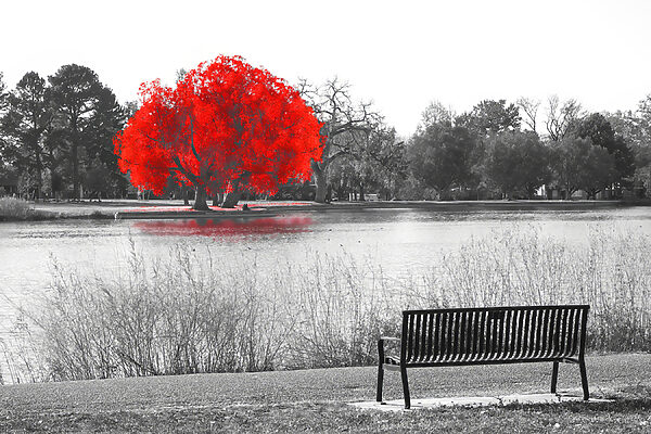A bench by a lake with a red tree
