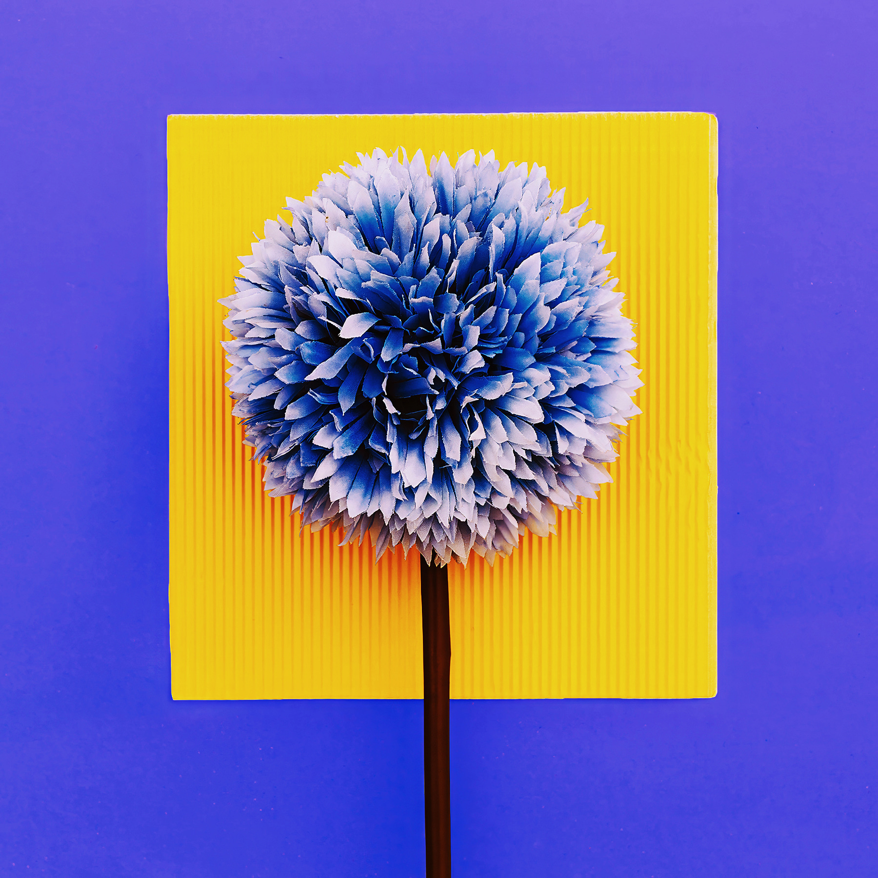 A blue and yellow flower