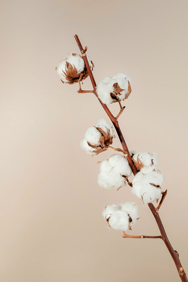 A cotton plant on a branch