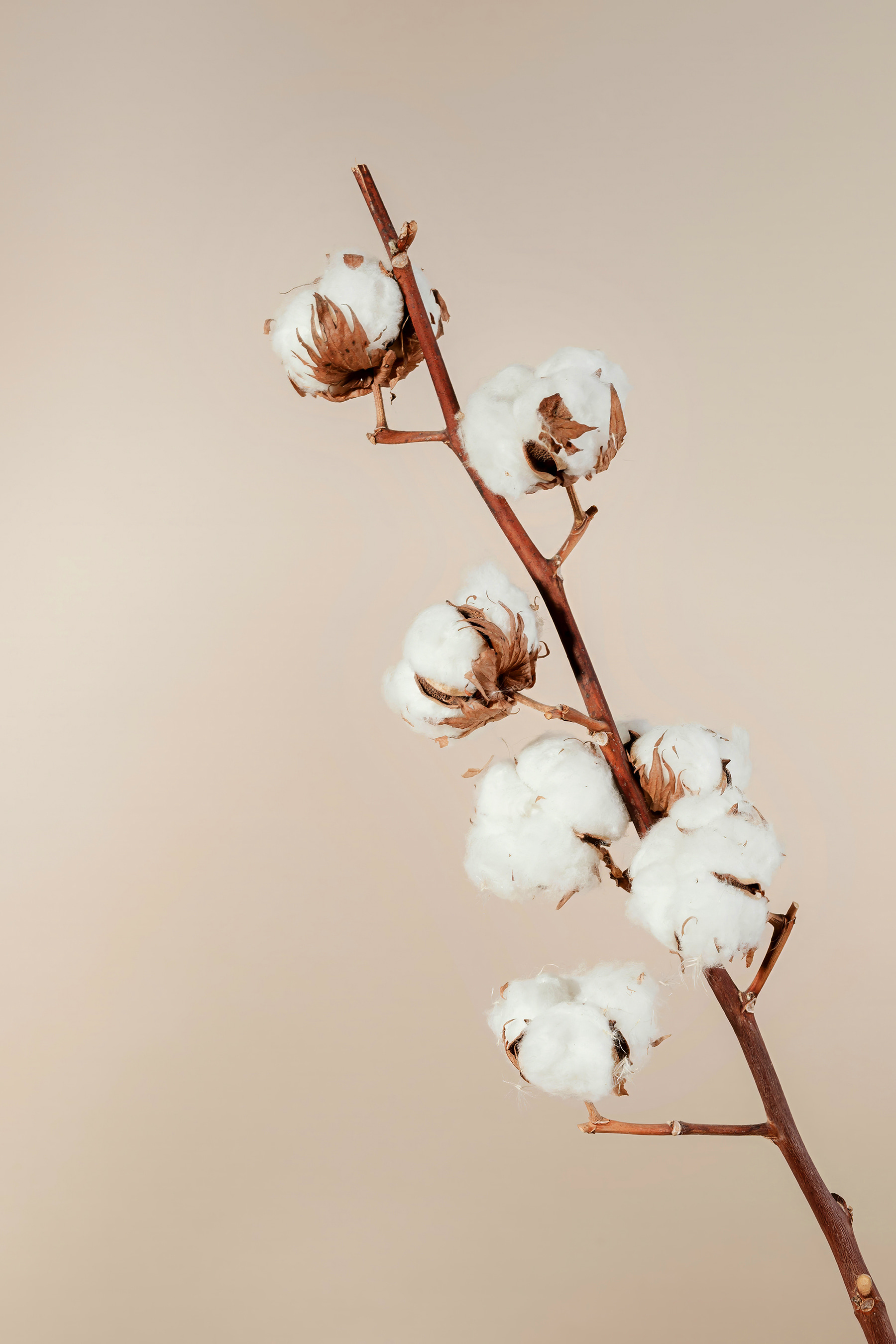A cotton plant on a branch
