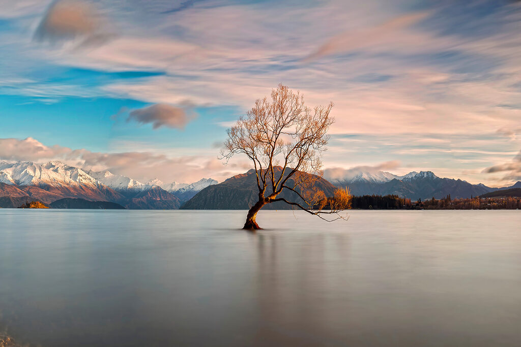 A tree in the water