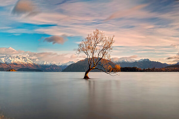 A tree in the water