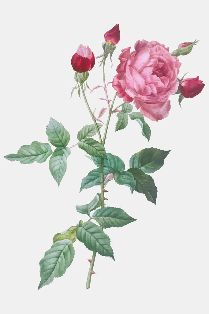 A pink rose with green leaves