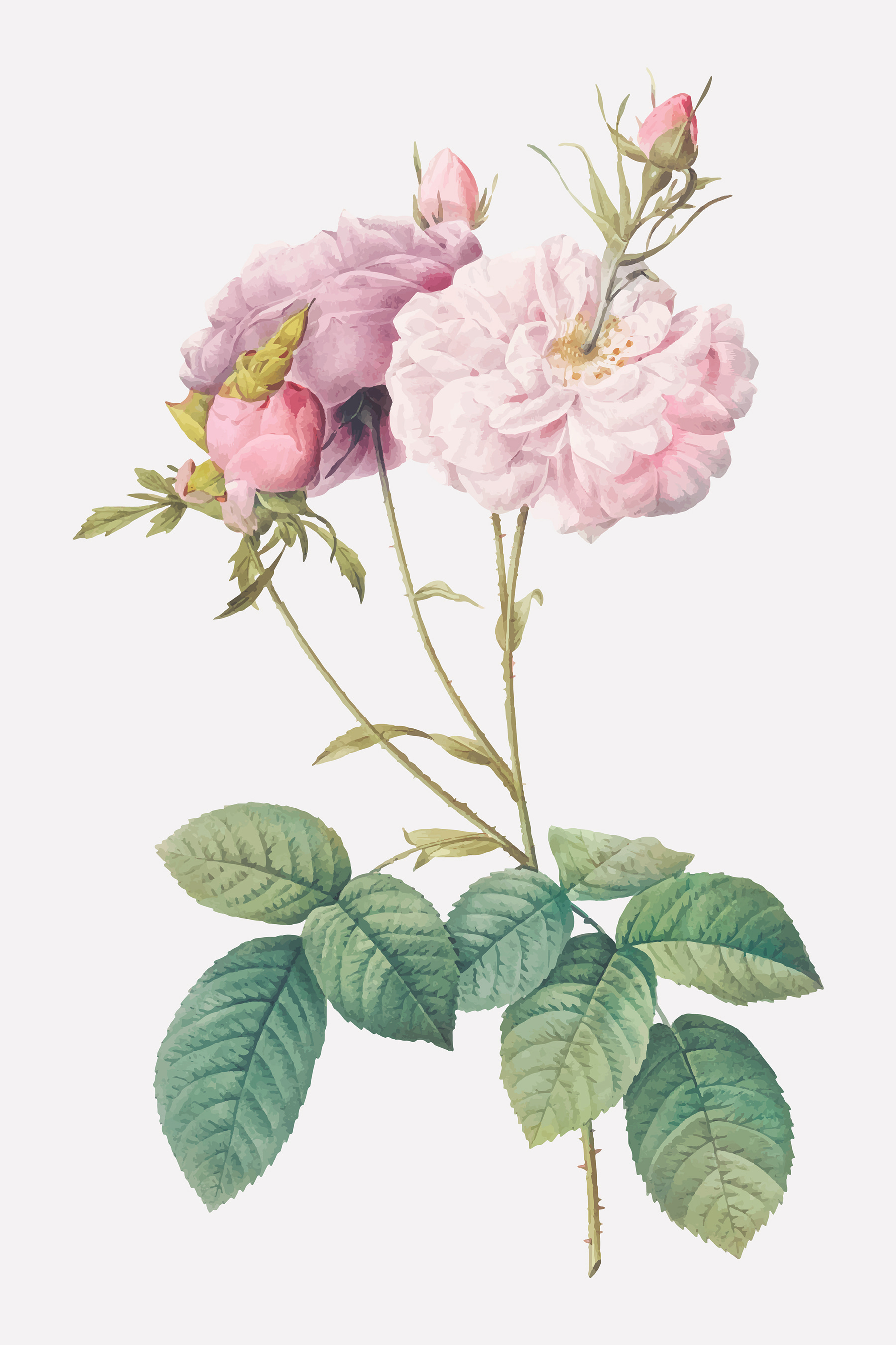 A close up of a flower