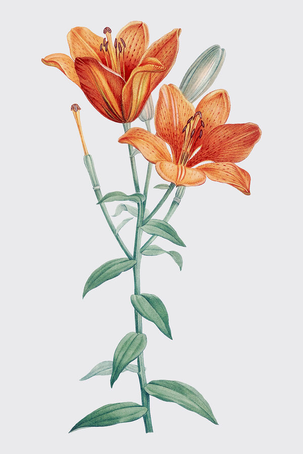 A close up of a flower