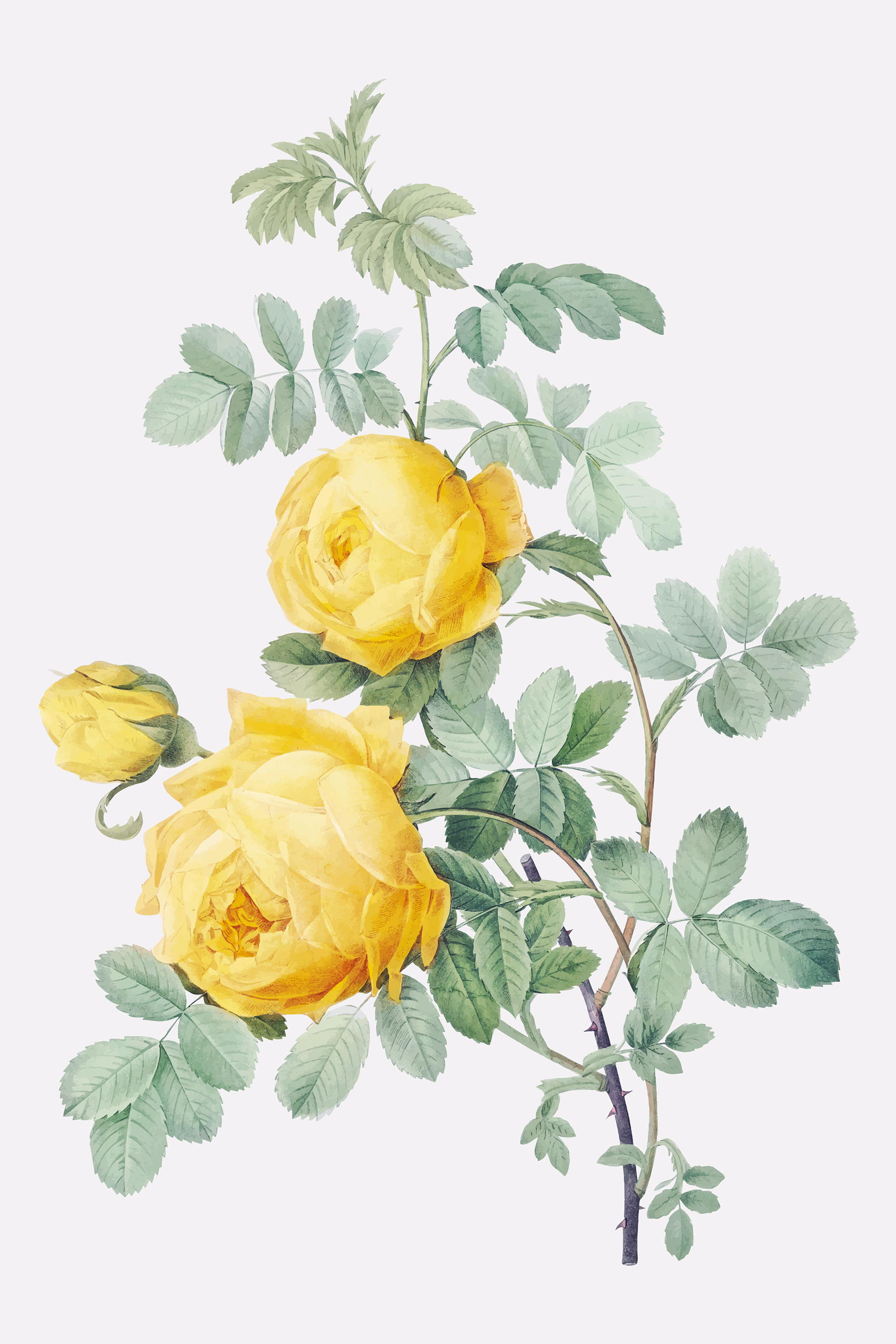 A yellow flowers on a branch