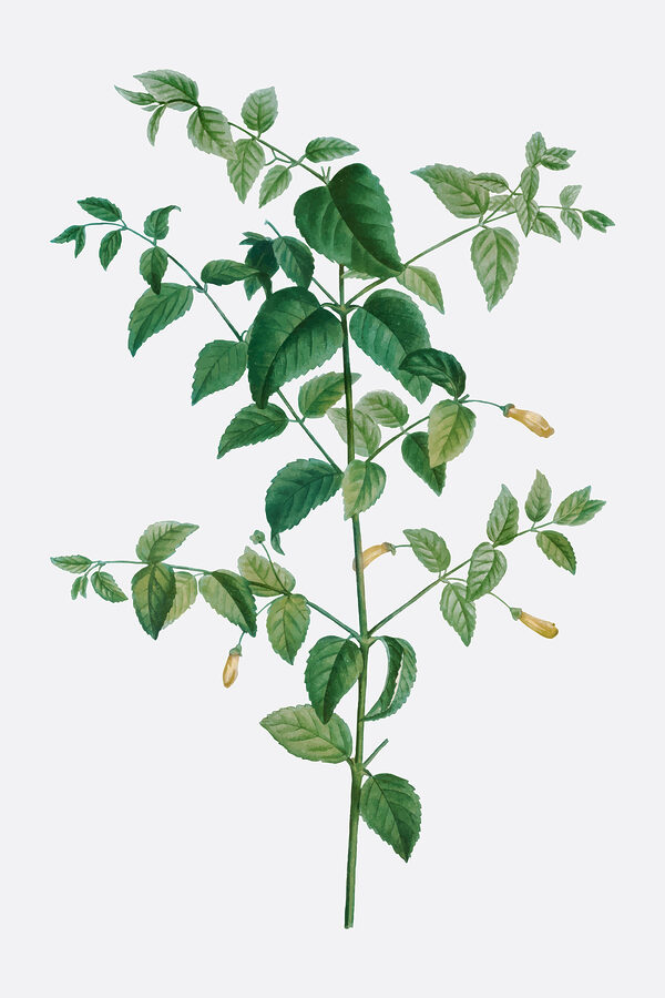 A plant with leaves and flowers