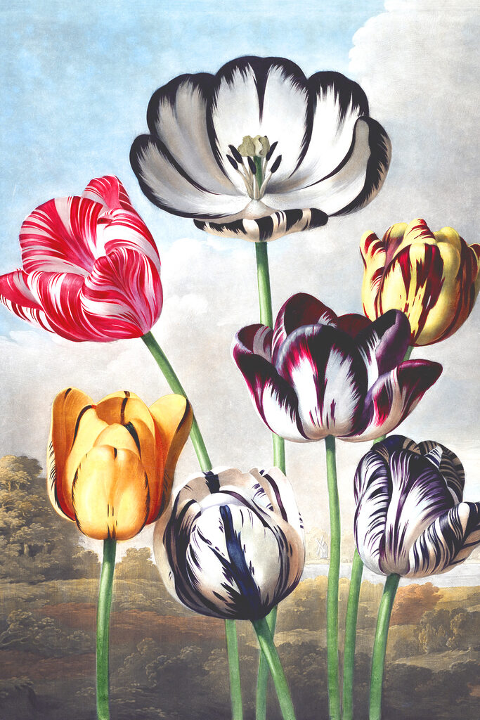 A group of colorful flowers
