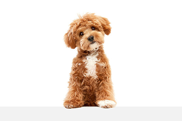 A dog sitting on a white surface A dog sitting on a white surface