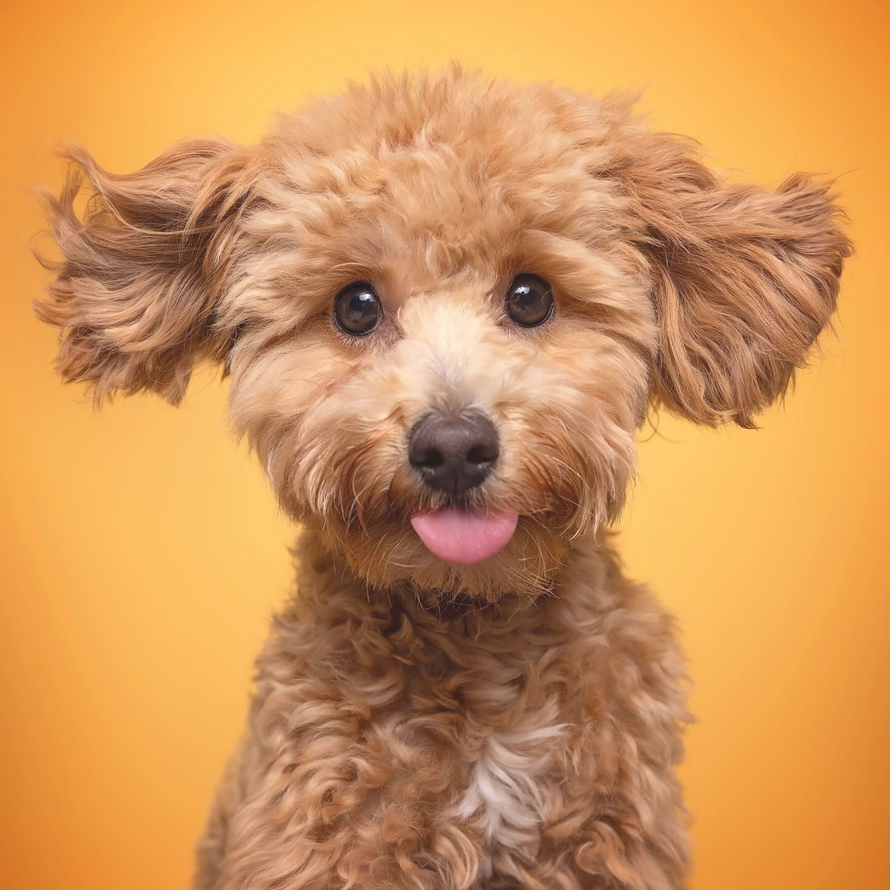 A dog with its tongue out A dog with its tongue out