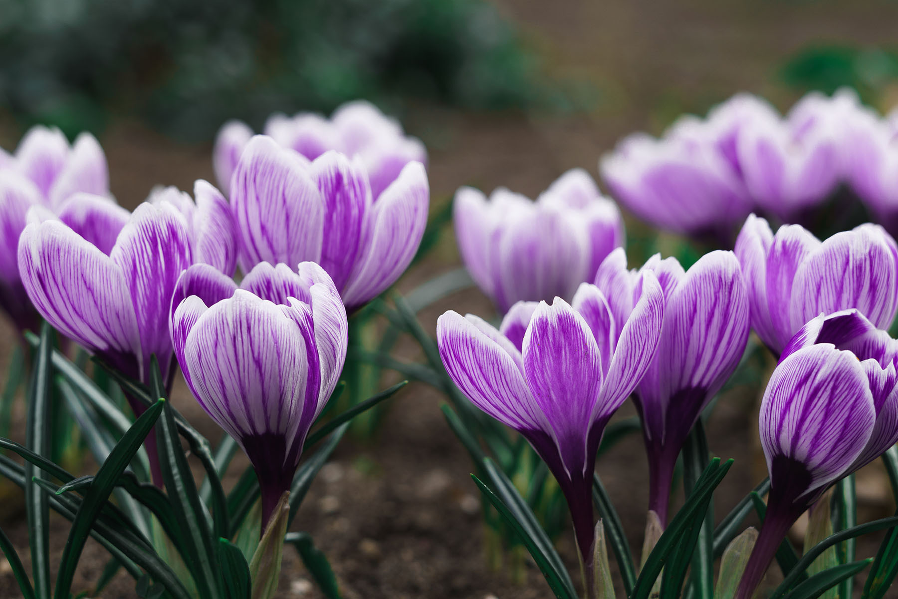 A group of purple flowers