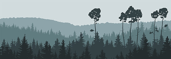 Un albero in una foresta Un albero in una foresta