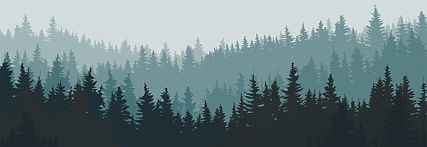 Una foresta di alberi nella nebbia Una foresta di alberi nella nebbia