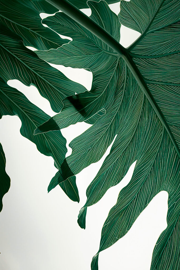 Close up of a green leaf Close up of a green leaf