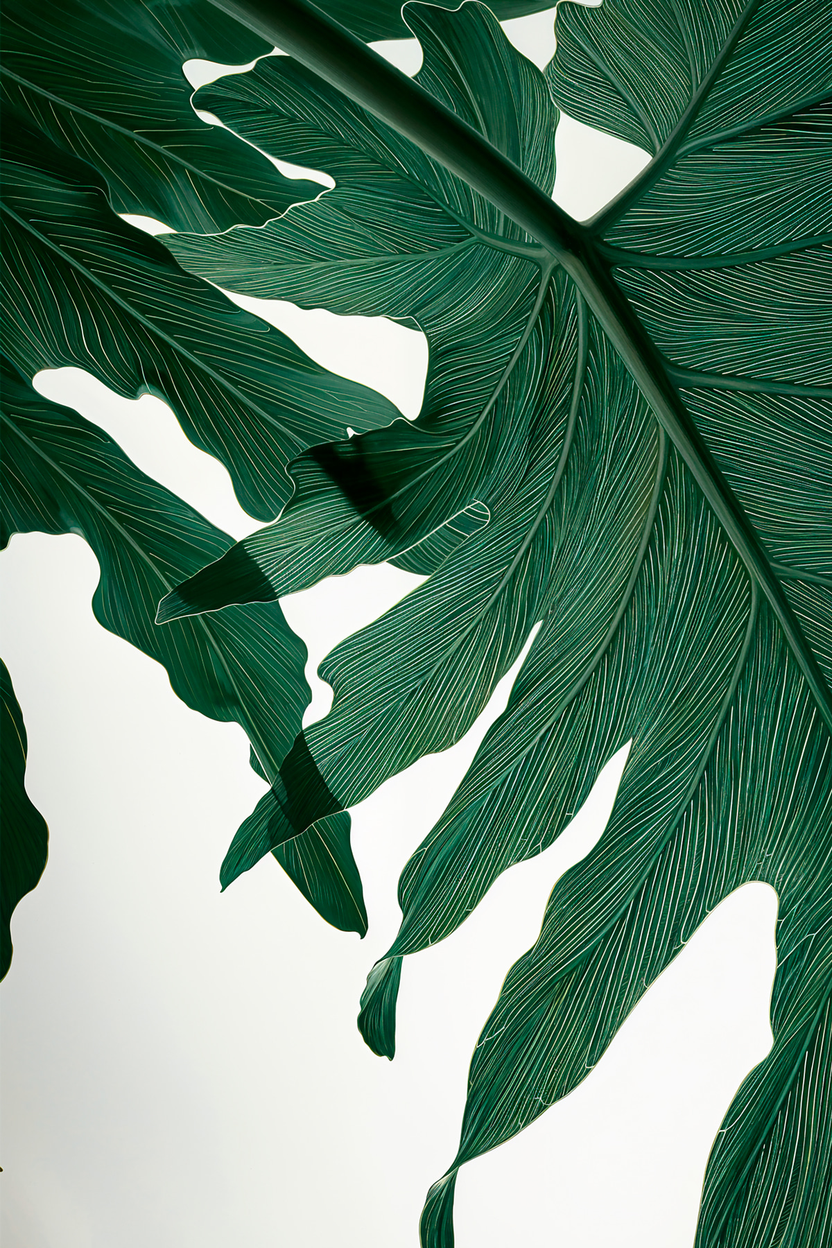 Close up of a green leaf Close up of a green leaf