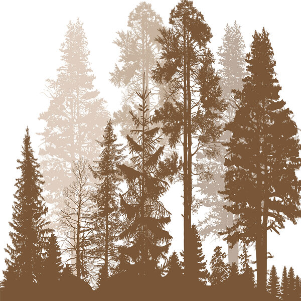 A group of trees in a forest A group of trees in a forest