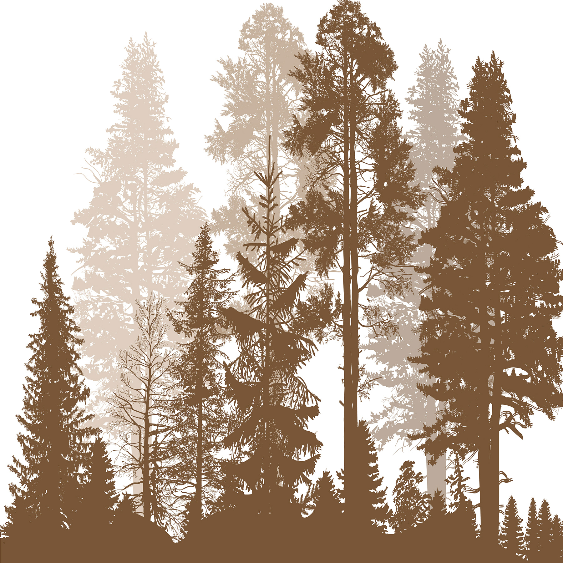 A group of trees in a forest A group of trees in a forest