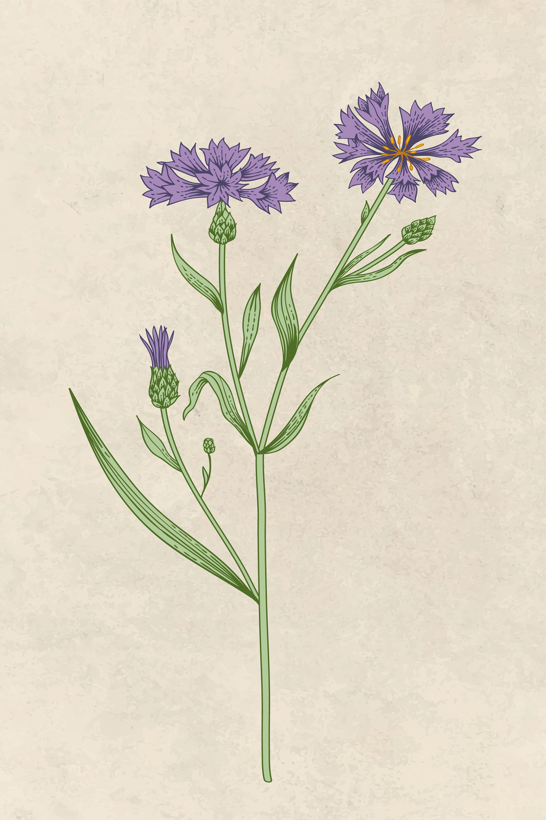 s38233p - Il disegno di un fiore - tegory