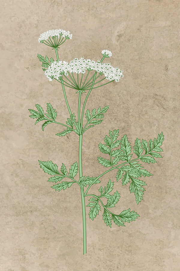 s38230p 600x900 - Il disegno di una pianta - tegory