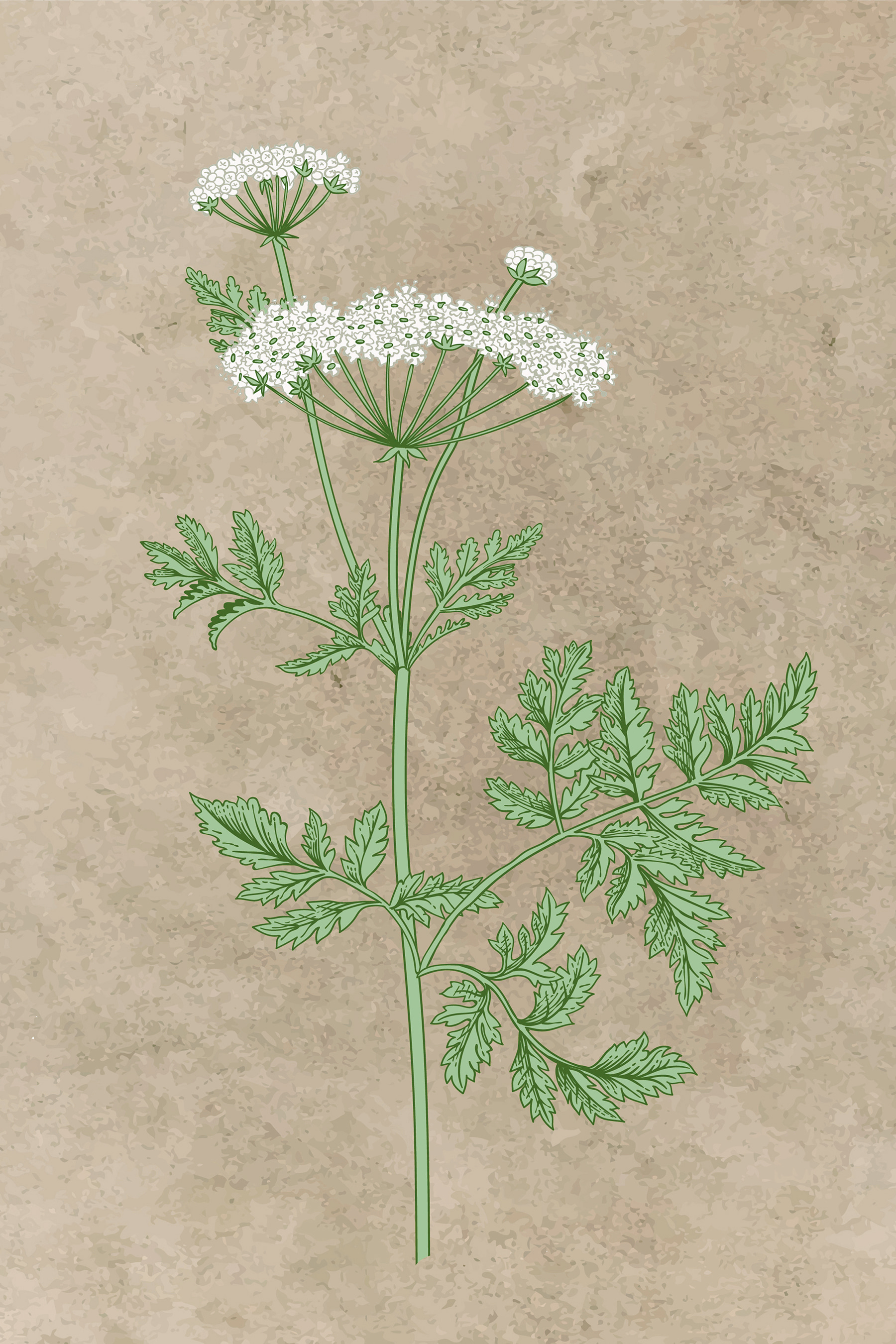 s38230p - Il disegno di una pianta - tegory
