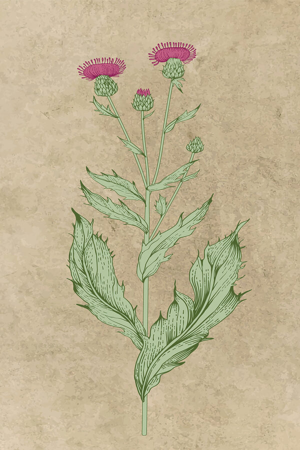 s38231p 600x900 - Il disegno di un fiore - tegory