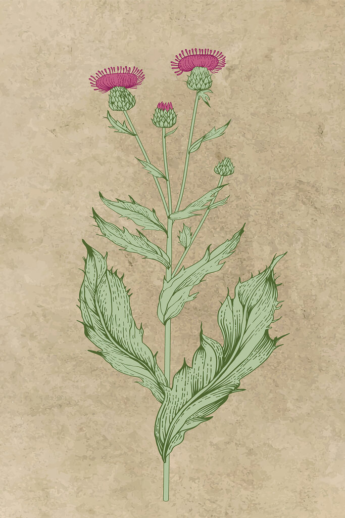 s38231p 683x1024 - Il disegno di un fiore - tegory