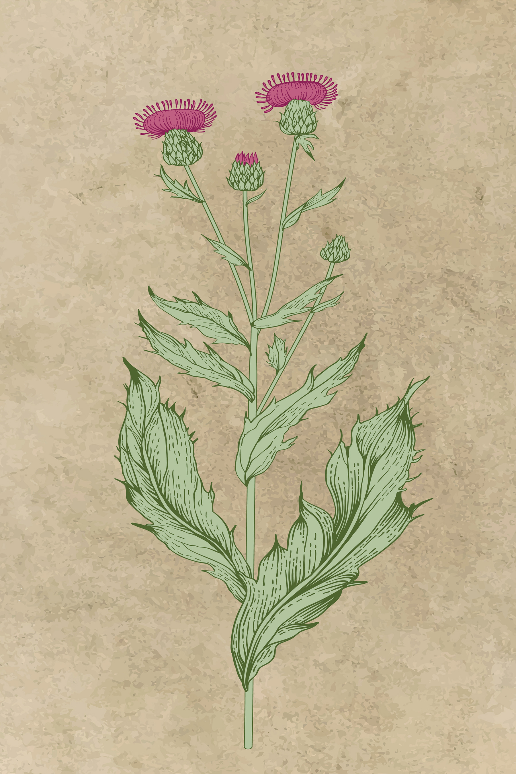 s38231p - Il disegno di un fiore - tegory