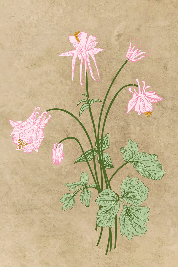 Il disegno di un fiore s38232p 600x900 - Il disegno di un fiore - tegory