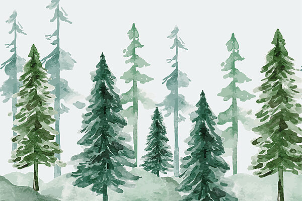 Un gruppo di alberi in una foresta innevata Un gruppo di alberi in una foresta innevata