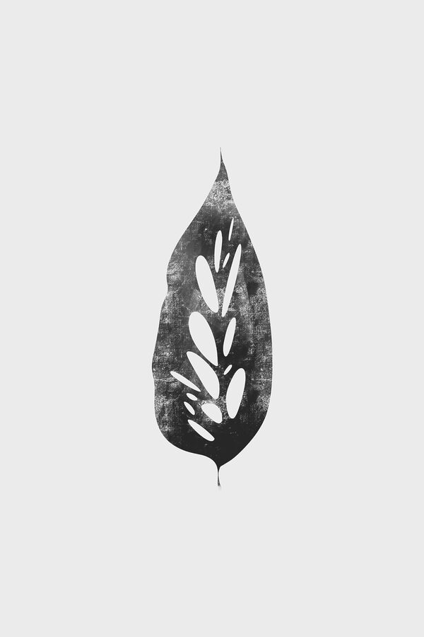 A black and white leaf A black and white leaf