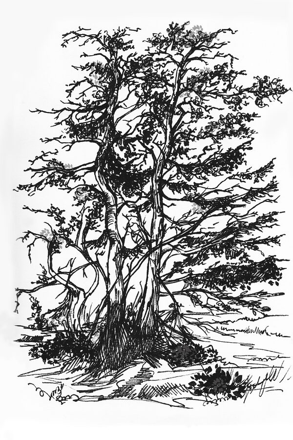 A drawing of a tree A drawing of a tree
