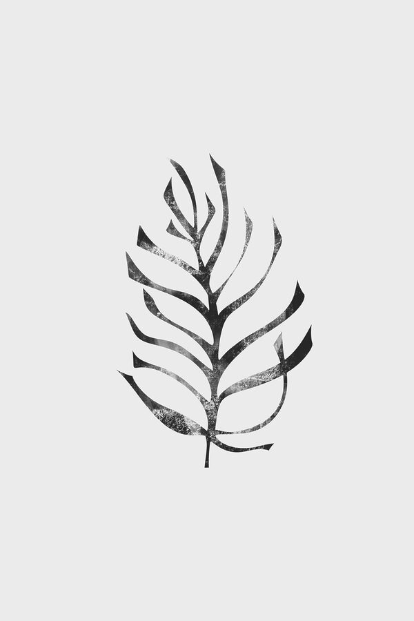 A black and white leaf A black and white leaf