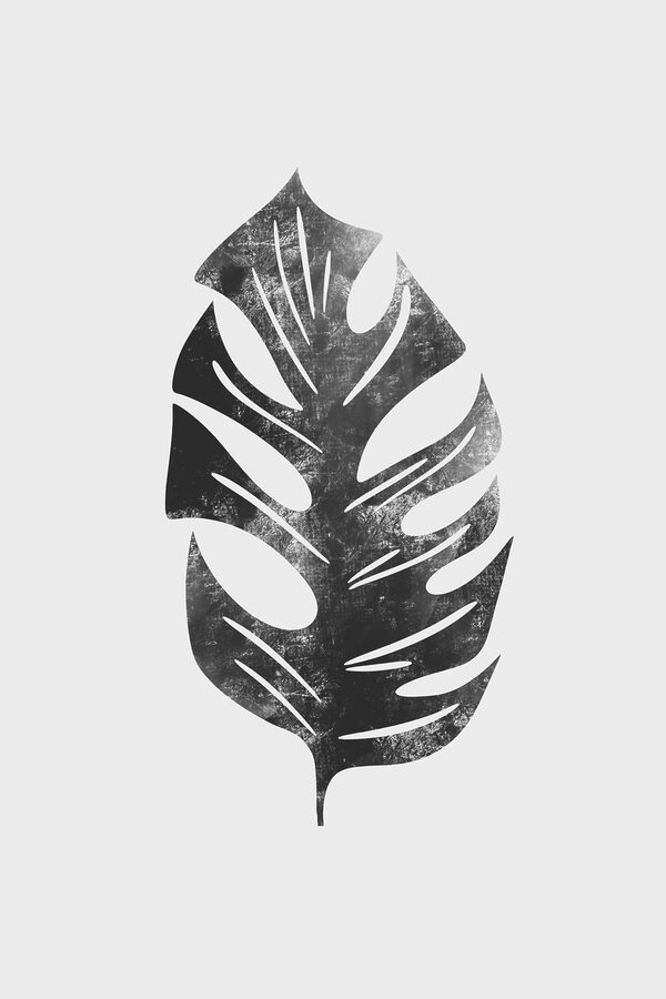 A black and white leaf A black and white leaf