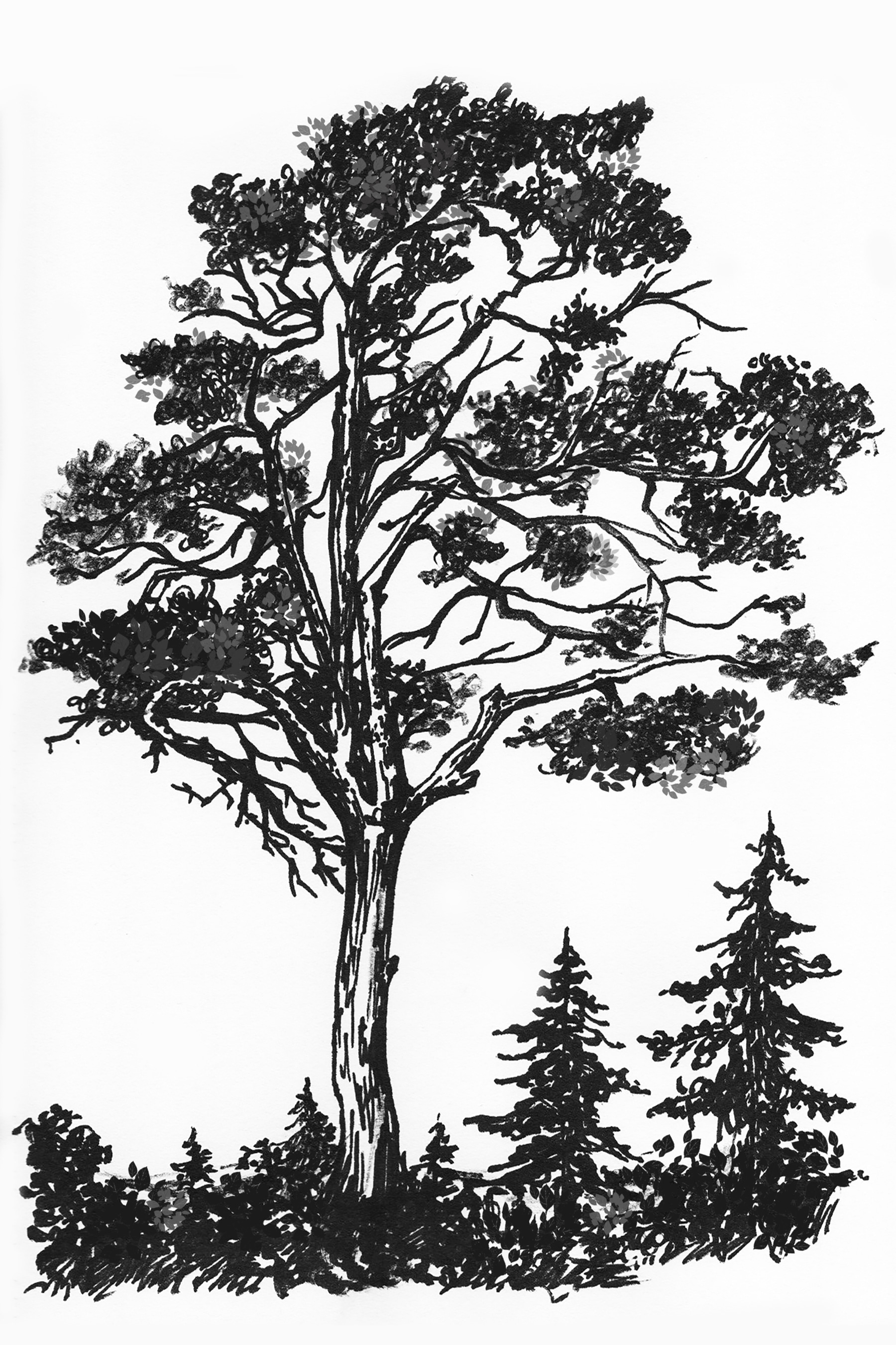 A black and white drawing of a tree