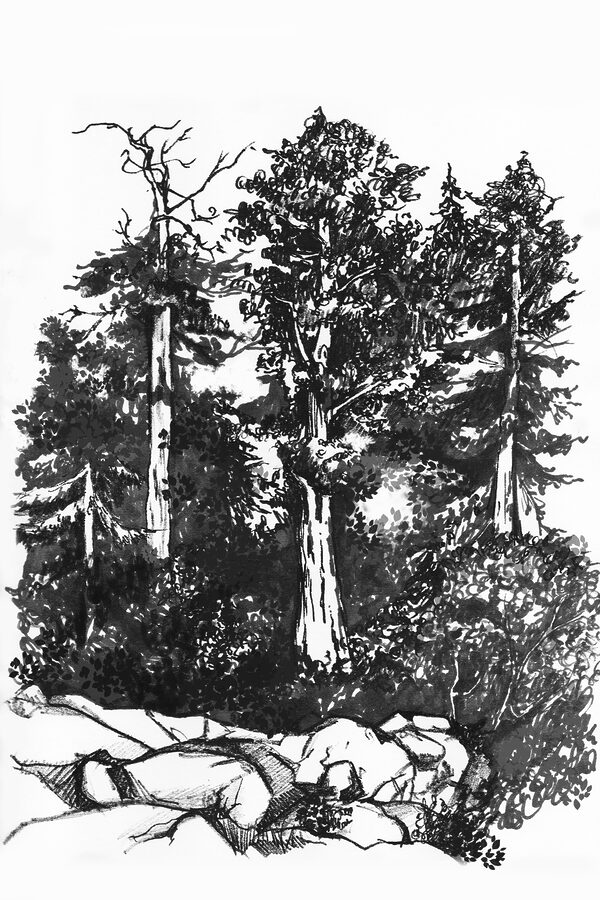 A drawing of trees and bushes