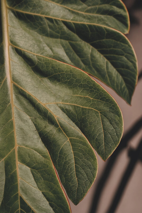 Close up of a leaf