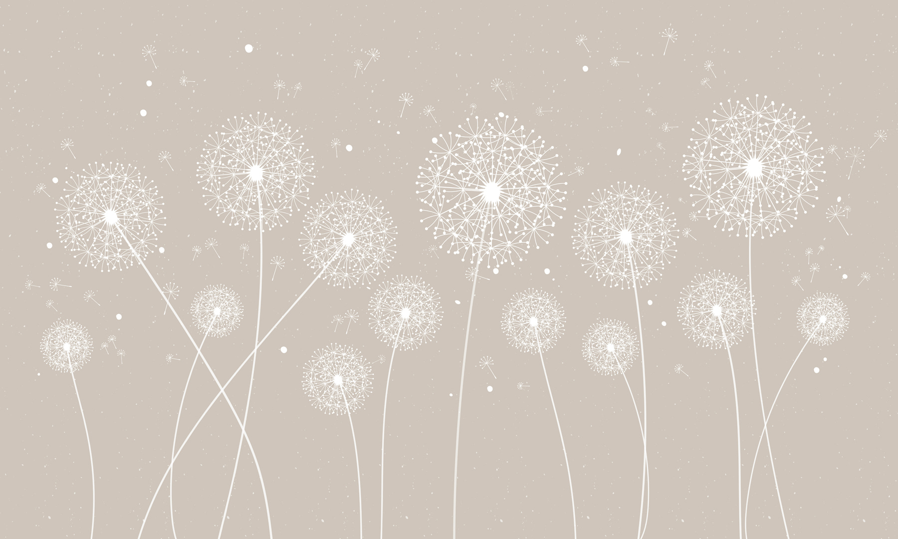 A white dandelions on a grey background A white dandelions on a grey background